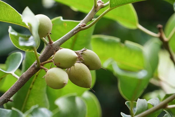 Rama Árbol Aguacate Con Frutas Hojas Verdes —  Fotos de Stock