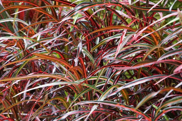 Primo Piano Foglie Piante Colori Durante Giorno — Foto Stock