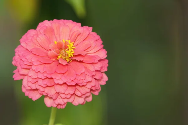 Açık Büyüyen Renk Çiçeği Yakın — Stok fotoğraf