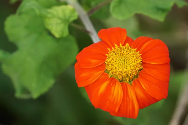 Nahaufnahme Von Farbe Blume Wächst Freien — Stockfoto