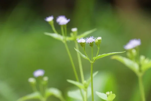 Close Flores Cor Crescendo Livre — Fotografia de Stock