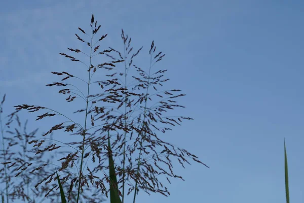 Nahaufnahme Von Grünpflanzen Freien Tag — Stockfoto