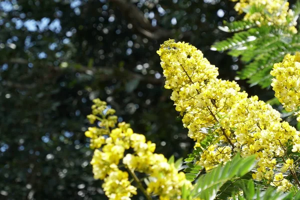 Primo Piano Fiori Colore Che Crescono All Aperto — Foto Stock