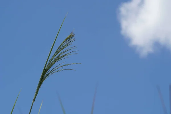 Nahaufnahme Von Grünpflanzen Freien Tag — Stockfoto