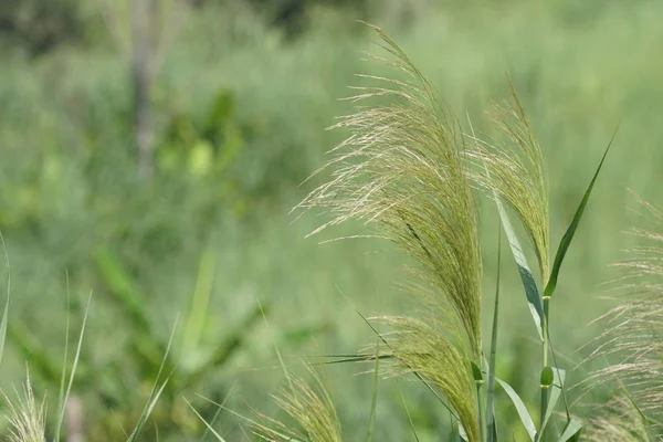 Fermer Les Plantes Vertes Extérieur Jour — Photo