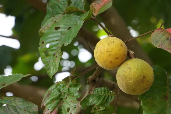 果物と緑の葉とアボカドの木の枝 — ストック写真