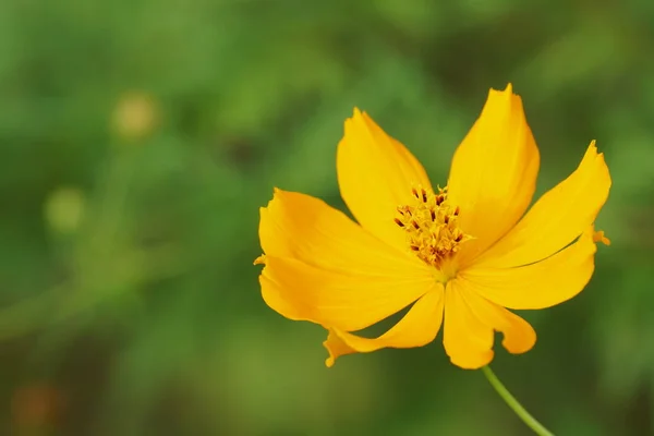 Primer Plano Flor Color Creciendo Aire Libre — Foto de Stock