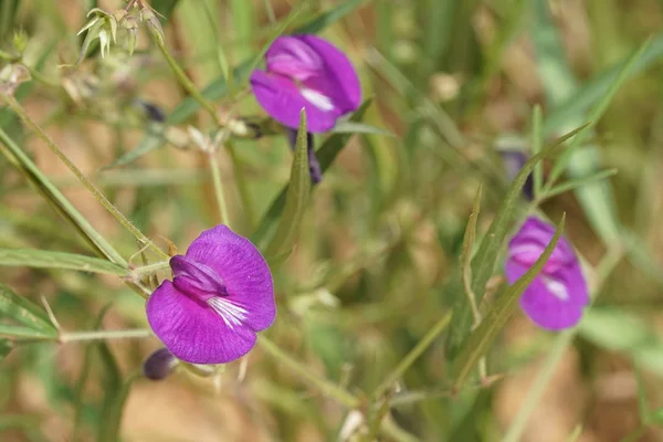 Nahaufnahme Von Farbigen Blumen Die Freien Wachsen — Stockfoto