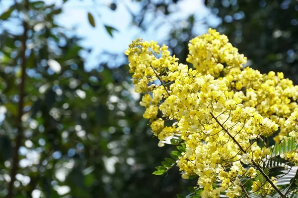 Primo Piano Fiori Colore Che Crescono All Aperto — Foto Stock