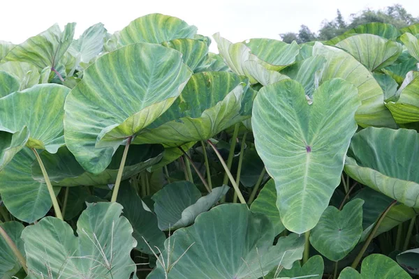 Close Van Groene Planten Buitenshuis Overdag — Stockfoto