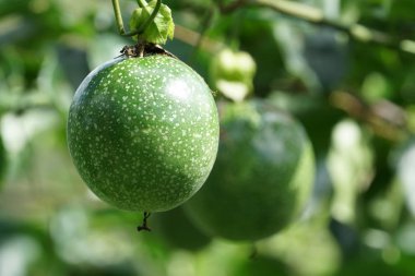 gündüz ağacında büyüyen egzotik meyveler 