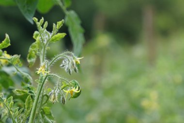 gündüz açık havada yeşil bitkilerin yakın 