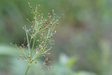 gündüz açık havada yeşil bitkilerin yakın 