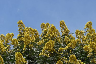 Açık büyüyen renk çiçekler yakın 