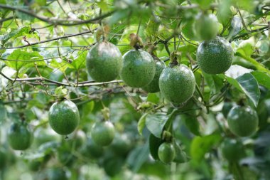 gündüz ağacında büyüyen egzotik meyveler 