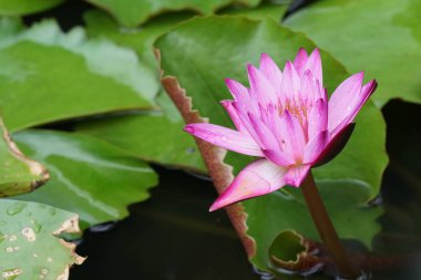 Nilüfer çiçek suda yakın çekim 