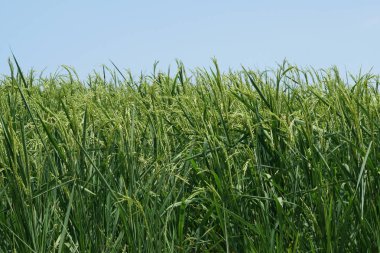 gündüz tarım alanının görünümü