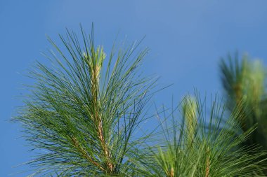 gündüz açık havada büyüyen vahşi bitkilerin yakın 
