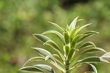 gündüz açık havada yeşil bitkilerin yakın 