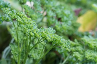 gündüz maydanoz ile tarım alanı görünümü