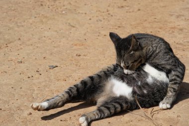 sevimli gri kedi rahatlatıcı açık 