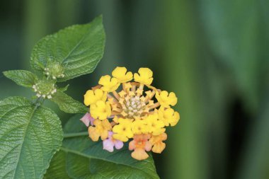 Açık büyüyen renk çiçekler yakın 