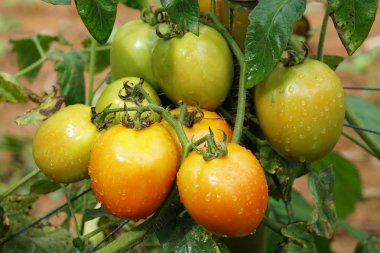 gündüz domates ile tarım alanı görünümü