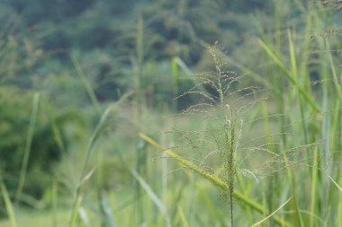 gündüz açık havada yeşil bitkilerin yakın 