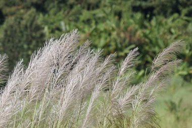 gündüz açık havada yeşil bitkilerin yakın 