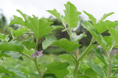 gündüz tarım alanının görünümü