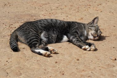 sevimli gri kedi rahatlatıcı açık 