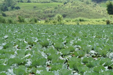 gündüz lahana ile tarım alanı görünümü