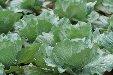 gündüz lahana ile tarım alanı görünümü