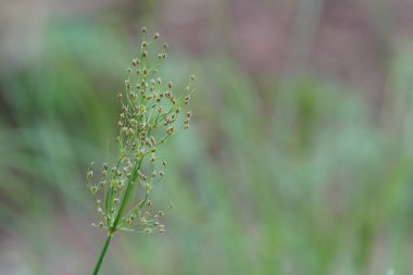 gündüz açık havada yeşil bitkilerin yakın 