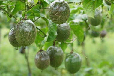 gündüz ağacında büyüyen egzotik meyveler 