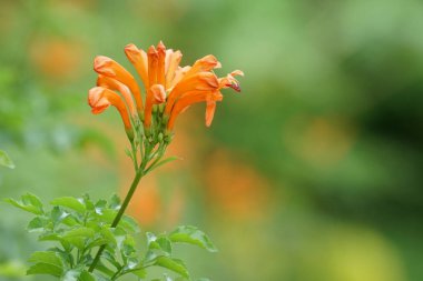 Açık büyüyen renk çiçekler yakın 