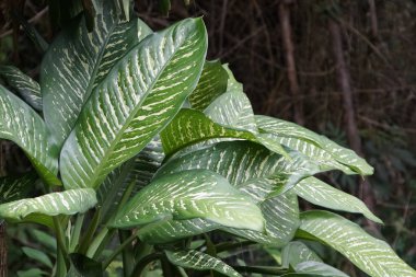 gündüz açık havada yeşil bitkilerin yakın 