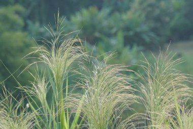 gündüz açık havada yeşil bitkilerin yakın 