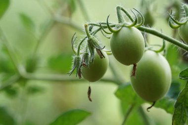 gündüz domates ile tarım alanı görünümü
