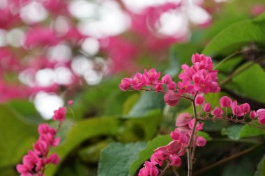 Açık büyüyen renk çiçekler yakın 