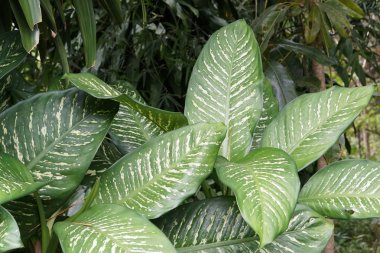 gündüz açık havada yeşil bitkilerin yakın 