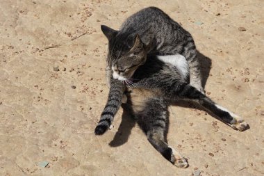 sevimli gri kedi rahatlatıcı açık 