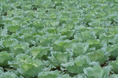 gündüz lahana ile tarım alanı görünümü