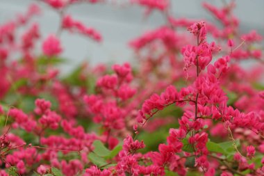 Açık büyüyen renk çiçekler yakın 