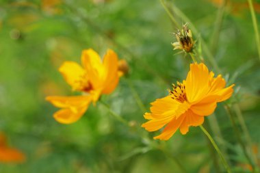 Açık büyüyen renk çiçekler yakın 