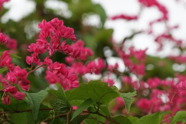 Açık büyüyen renk çiçekler yakın 