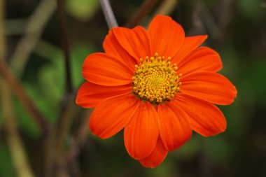 Açık büyüyen renk çiçeği yakın 