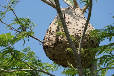 ağaç dalı üzerinde termit yuva yakın 