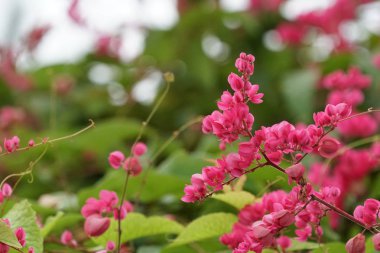 Açık büyüyen renk çiçekler yakın 