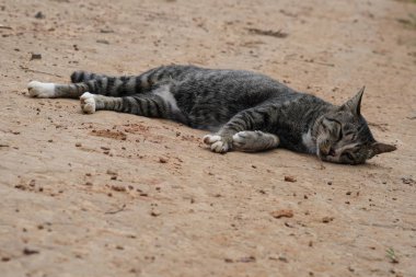 sevimli gri kedi rahatlatıcı açık 